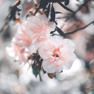 Meet your Posher, Elise